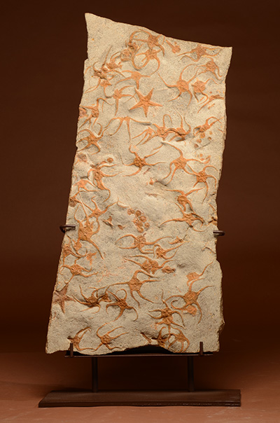 BRITTLE STARS Ophiuroidae   with 2 Asteroidae