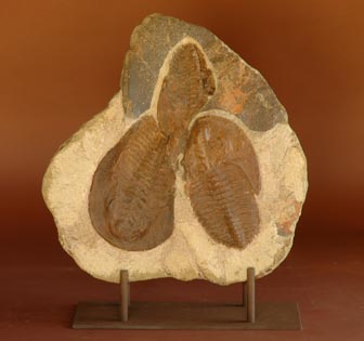 TRILOBITE &ldquo;Acadaparadoxides&rdquo;