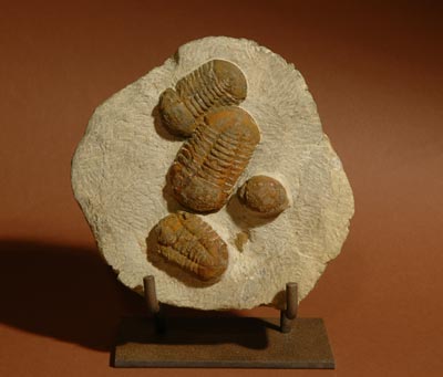 TRILOBITE &ldquo;Acadaparadoxides&rdquo;
