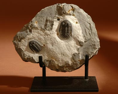 TRILOBITE &ldquo;Selenopeltis&rdquo;