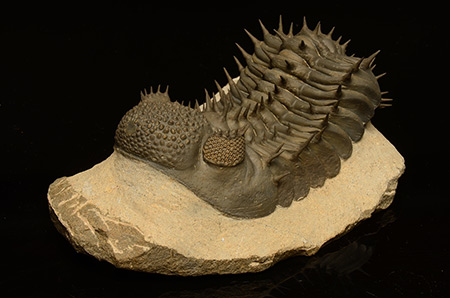 Trilobite