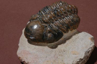 Trilobite