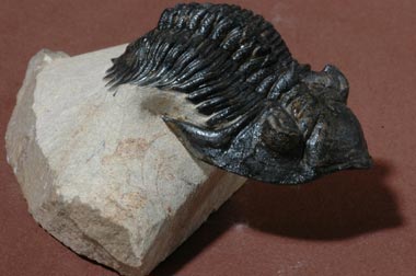 Trilobite