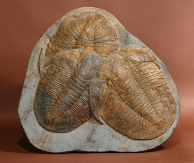 TRIPLE TRILOBITE PLATE