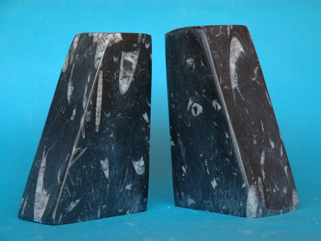 Standard Orthoceras Bookends
