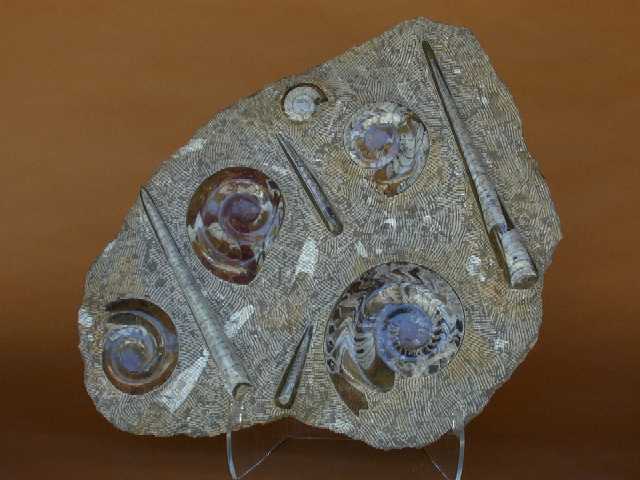Combination Orthoceras/Ammonite Plate