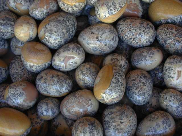 Eggs - Dendrite