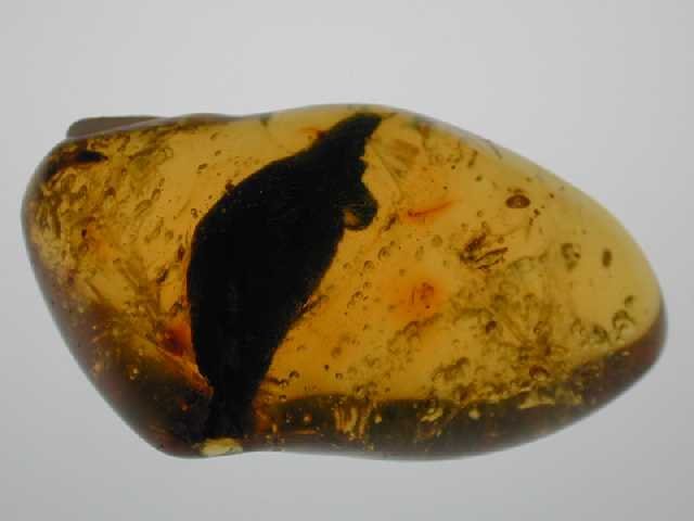 Yellow with insects: leaf and mosquito