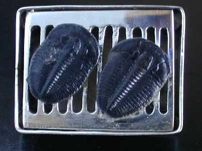 Hibachi Pin with Trilobites